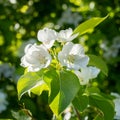 White blossoming apple tree in the sun light. Spring season, spring colors Royalty Free Stock Photo