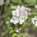 White blossoming apple trees in sunlight.Spring season Royalty Free Stock Photo