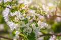 White blossoming apple trees in the sunset light