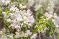 White blossoming apple trees