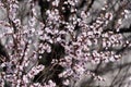 White blossoming apricot flowers close up. Spring concept Royalty Free Stock Photo