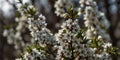 White blossoming blackthorn bush in full view. Royalty Free Stock Photo