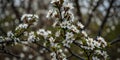 White blossoming blackthorn bush in full view. Royalty Free Stock Photo