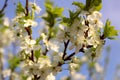 White blossoming branch pear. Close up on blur background.