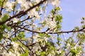 White blossoming branch pear. Close up on blur background.