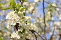 White blossoming branch pear. Close up on blur background.