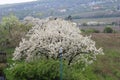 White blossoming cherry tree near grape garden, green fields and hills view from railway carriage. Royalty Free Stock Photo