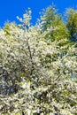 white blossoming cherry tree in park in spring Royalty Free Stock Photo