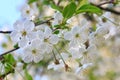 White blossoming cherry tree twig