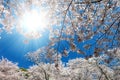 White blossoming cherry trees framing the nice blue sky