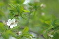 White blossoming flower on blurred background of green leaves Royalty Free Stock Photo