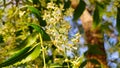 White blossoming flowers of Neem tree Azadirachta indica with blue sky background Royalty Free Stock Photo