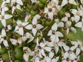 White blossoming four petal flowers with green fruits close up view