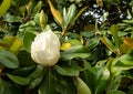 A white blossoming magnolia flower surrounded by dark green leaves. Close-up.