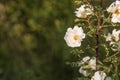 A white blossoming roses in the garden. Beautiful white rose bush growing on flower bed at sunny summer day.Floral Royalty Free Stock Photo