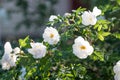 A white blossoming roses in the garden. Beautiful white rose bush growing on flower bed at sunny summer day.Floral Royalty Free Stock Photo