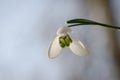 Snowdrop from worms eye view Royalty Free Stock Photo