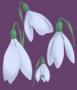 White blossoming snowdrops on a purple background