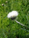 White blossoming thistle