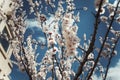 White blossoming tree on a spring morning Royalty Free Stock Photo