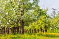 White blossoming trees in spring with hawkbits