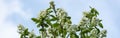 White blossoms of Amelanchier canadensis, serviceberry, shadberry or June berry tree on blue sky background