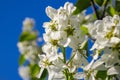 White blossoms of Amelanchier canadensis, serviceberry, shadberry or Juneberry tree on blue sky background Royalty Free Stock Photo