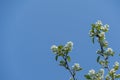 White blossoms of Amelanchier canadensis, serviceberry, shadberry or Juneberry tree on blue sky background Royalty Free Stock Photo