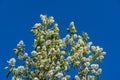 White blossoms of Amelanchier canadensis, serviceberry, shadberry or Juneberry tree on blue sky background