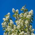 White blossoms of Amelanchier canadensis, serviceberry, shadberry or Juneberry tree on blue sky background. Royalty Free Stock Photo