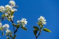 White blossoms of Amelanchier canadensis, serviceberry, shadberry or Juneberry tree on blue sky background Royalty Free Stock Photo