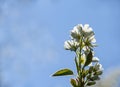 White blossoms of Amelanchier canadensis, serviceberry, shadberry or Juneberry tree on blue sky background Royalty Free Stock Photo