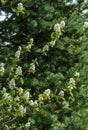 White blossoms of Amelanchier canadensis, serviceberry, shadberry or Juneberry tree on blurred blue spruce background. Royalty Free Stock Photo