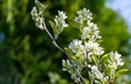 White blossoms of Amelanchier canadensis, serviceberry, shadberry or Juneberry tree on green background Royalty Free Stock Photo