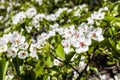 white blossoms of apple tree in city park close up Royalty Free Stock Photo