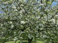 White Blossoms on the Apple Tree in Spring in April Royalty Free Stock Photo