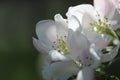 White blossoms of apple tree, spring. Photo. Royalty Free Stock Photo