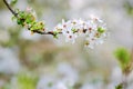 White blossoms of an apple tree in spring Royalty Free Stock Photo