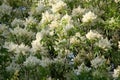 White blossoms of ash tree Royalty Free Stock Photo
