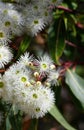 White blossoms of the Australian native Red Bloodwood, Corymbia gummifera, family Myrtaceae