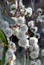 White blossoms of the Australian native Snow Gum, Eucalyptus pauciflora, family Myrtaceae