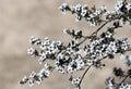 White blossoms of the Australian native Stringybark Tea Tree Leptospermum jingera, family Myrtacea Royalty Free Stock Photo