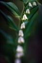 White blossoms bells of polygonatum flower have not yet unfolded