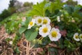 White blossoms of blooming strawberry plant in garden.
