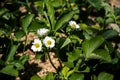 White blossoms of blooming strawberry plant Royalty Free Stock Photo