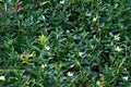 white flowers, blooming among the tropical leaves on the background` Royalty Free Stock Photo