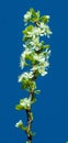 White blossoms on blue background