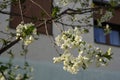 White blossoms of cherry plum tree in front of house windows in spring Royalty Free Stock Photo