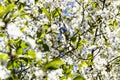 White blossoms of cherry tree on sunny spring day Royalty Free Stock Photo