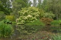 White blossoms of the cornus norman haddon reflecting over the lake Royalty Free Stock Photo